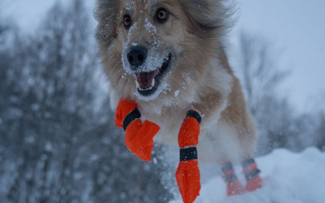 Chiens et neige : comment bien les protéger et éviter les boulettes aux pattes ?